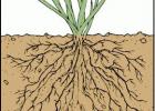 Какой участок корня осуществляет всасывание водного раствора из почвы?
